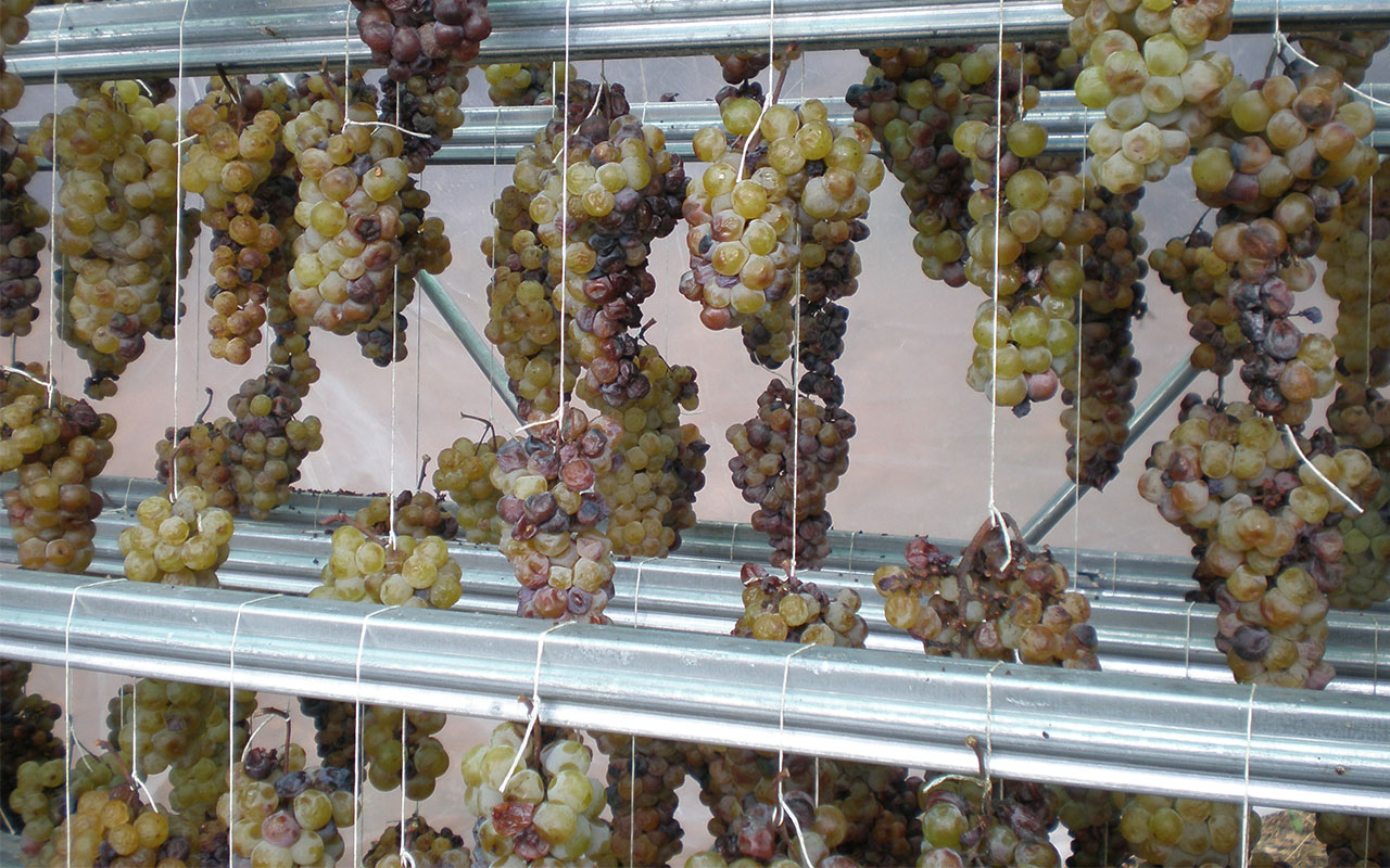 Saracena – Il Moscato